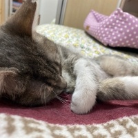Tekir Kedi, Kedi  Gümüş fotoğrafı