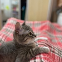 Tekir Kedi, Kedi  Gümüş fotoğrafı
