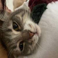 Tekir Kedi, Kedi  Gümüş fotoğrafı