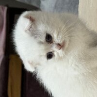 Scottish Fold, Kedi  İsimsiz fotoğrafı