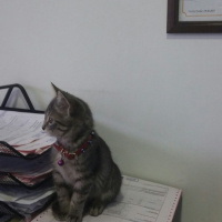 Tekir Kedi, Kedi  FÜME fotoğrafı