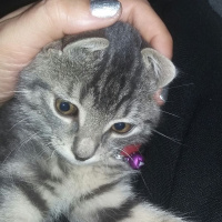Tekir Kedi, Kedi  FÜME fotoğrafı