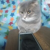 Scottish Fold, Kedi  Çiko fotoğrafı