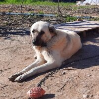 Kangal, Köpek  Diken fotoğrafı