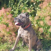 Cane Corso Italiano, Köpek  Napoli fotoğrafı