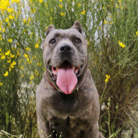 Cane Corso Italiano, Köpek  Napoli fotoğrafı