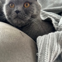 Scottish Fold, Kedi  Yuji fotoğrafı