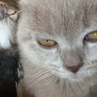 British Shorthair, Kedi  arya fotoğrafı