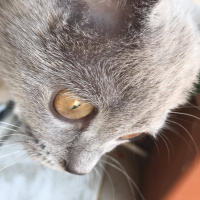 British Shorthair, Kedi  arya fotoğrafı