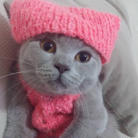 British Shorthair, Kedi  arya fotoğrafı