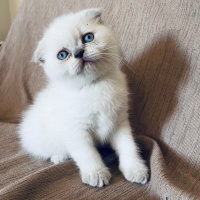 Scottish Fold, Kedi  Pamuk fotoğrafı