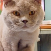 British Shorthair, Kedi  Tombik fotoğrafı