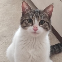 Tekir Kedi, Kedi  Memati fotoğrafı