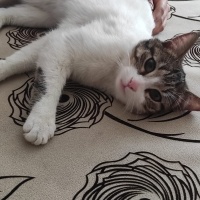 Tekir Kedi, Kedi  Memati fotoğrafı