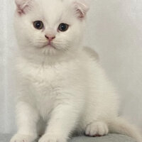 Scottish Fold, Kedi  Pamuukk fotoğrafı