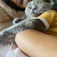 British Shorthair, Kedi  Şuku fotoğrafı