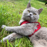British Shorthair, Kedi  Şuku fotoğrafı