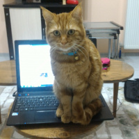 Tekir Kedi, Kedi  Garfield fotoğrafı