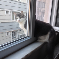 Tekir Kedi, Kedi  HAYLAZ fotoğrafı