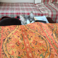 Tekir Kedi, Kedi  HAYLAZ fotoğrafı