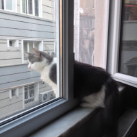 Tekir Kedi, Kedi  HAYLAZ fotoğrafı