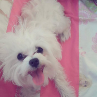 Maltese, Köpek  şeker fotoğrafı