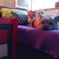 Yorkshire Terrier, Köpek  Betty fotoğrafı