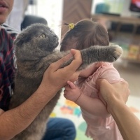 Scottish Fold, Kedi  Duman fotoğrafı
