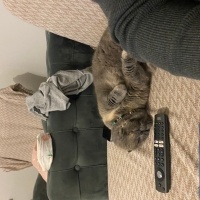 Scottish Fold, Kedi  Duman fotoğrafı