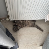 Scottish Fold, Kedi  Duman fotoğrafı