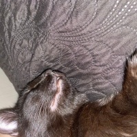 Bombay, Kedi  Karamia fotoğrafı