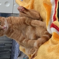 Sarman, Kedi  Porti fotoğrafı
