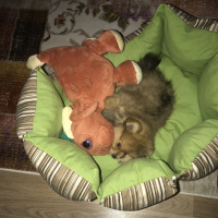 Pomeranyalı, Köpek  Pasha fotoğrafı