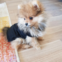Pomeranyalı, Köpek  Pasha fotoğrafı