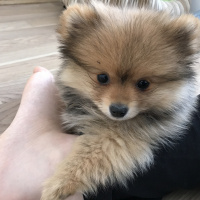 Pomeranyalı, Köpek  Pasha fotoğrafı