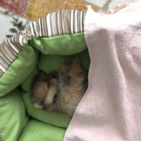 Pomeranyalı, Köpek  Pasha fotoğrafı