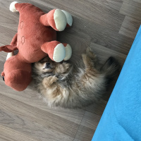 Pomeranyalı, Köpek  Pasha fotoğrafı