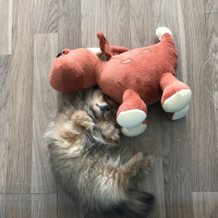 Pomeranyalı, Köpek  Pasha fotoğrafı