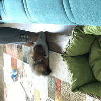 Pomeranyalı, Köpek  Pasha fotoğrafı