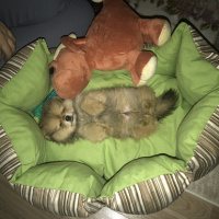 Pomeranyalı, Köpek  Pasha fotoğrafı