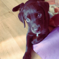 Labrador Retriever, Köpek  Fava fotoğrafı