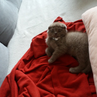 Scottish Fold, Kedi  kezo fotoğrafı