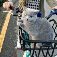 British Shorthair, Kedi  Gölge fotoğrafı