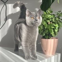 British Shorthair, Kedi  Gölge fotoğrafı