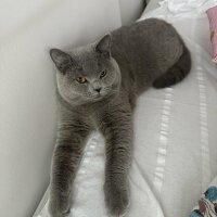 British Shorthair, Kedi  Gölge fotoğrafı