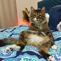 Tekir Kedi, Kedi  Boncuk fotoğrafı