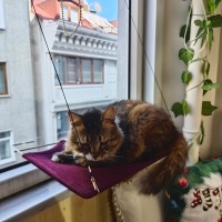 Tekir Kedi, Kedi  Boncuk fotoğrafı