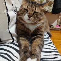 Tekir Kedi, Kedi  Boncuk fotoğrafı