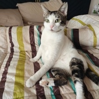 Tekir Kedi, Kedi  Boncuk fotoğrafı