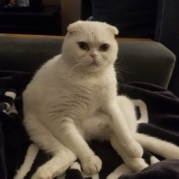 Scottish Fold, Kedi  Abidin fotoğrafı
